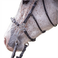 Load image into Gallery viewer, Jump In Hackamore Bridle Week Collection Havana Full