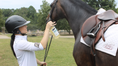Load image into Gallery viewer, The Infused Equestrian Wham Bam. A Coat Fly Spray Repellent