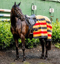 Load image into Gallery viewer, Horseware® Newmarket Fleece Cooler