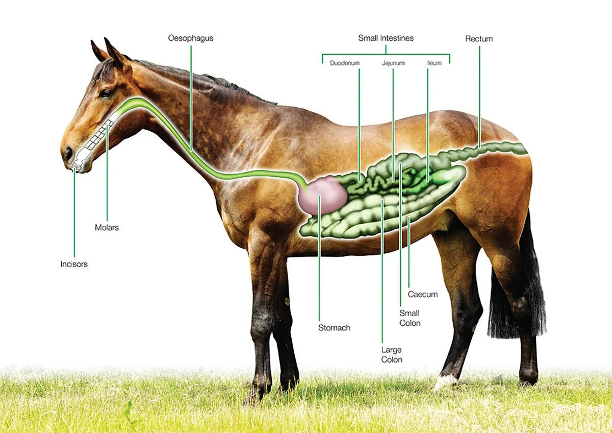Natural Equine Essentials Digest Plus