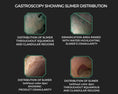 Load image into Gallery viewer, Equine Elixirs SLIMER® Liquid Gastric Support

