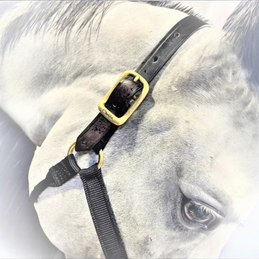 Walsh Breakaway Halter with Straight Chin