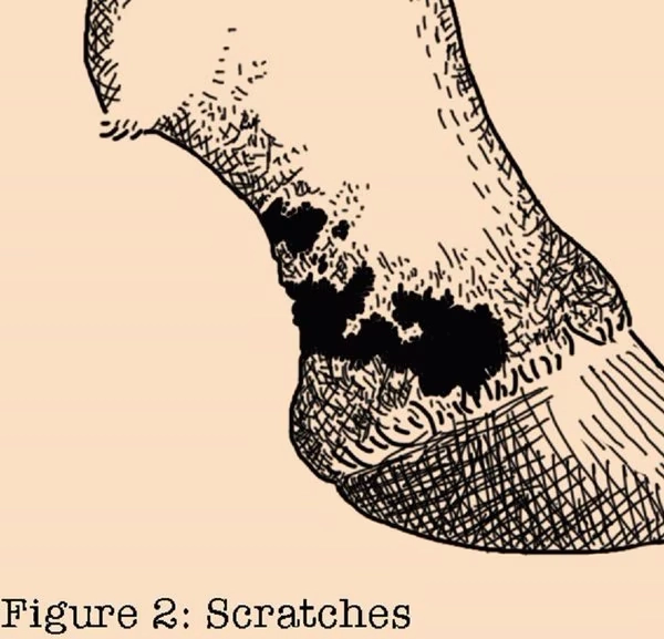 Absorbine Fungasol Fungal Treatment Horse Ointment, 13-oz tub