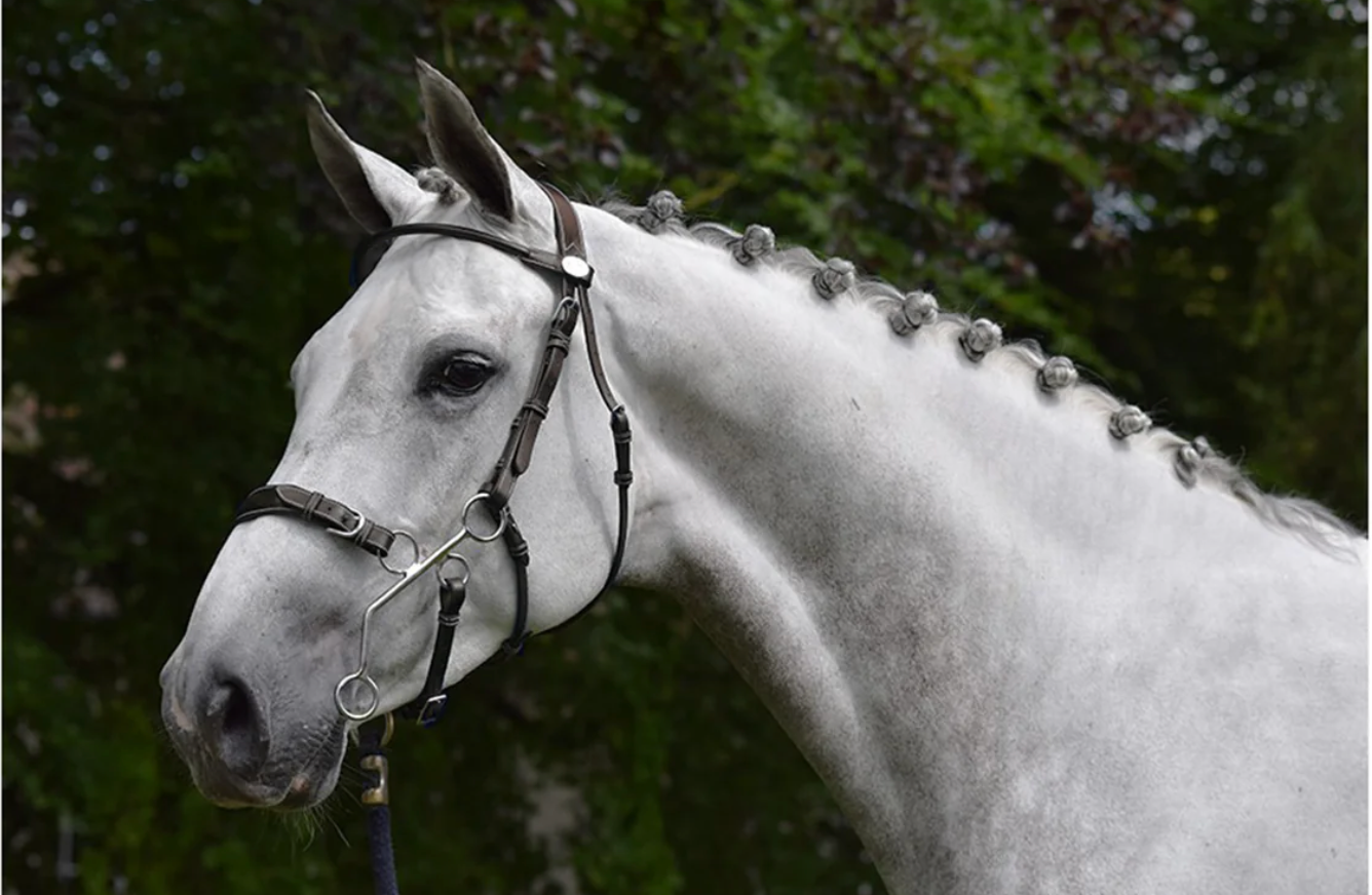 Jump In Hackamore Bridle Week Collection Havana Full