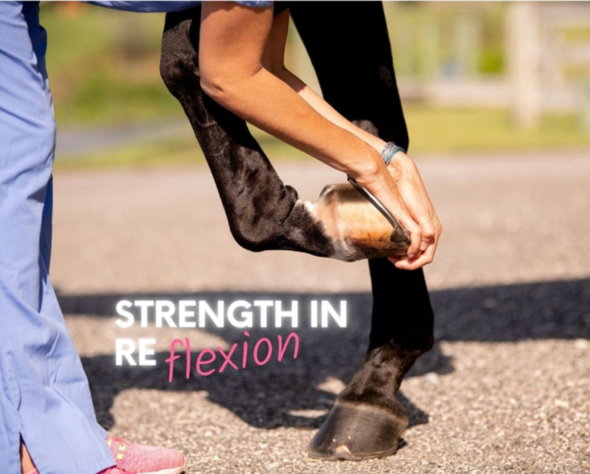 Equine Elixirs ARTHROSCOPE® Joint Support