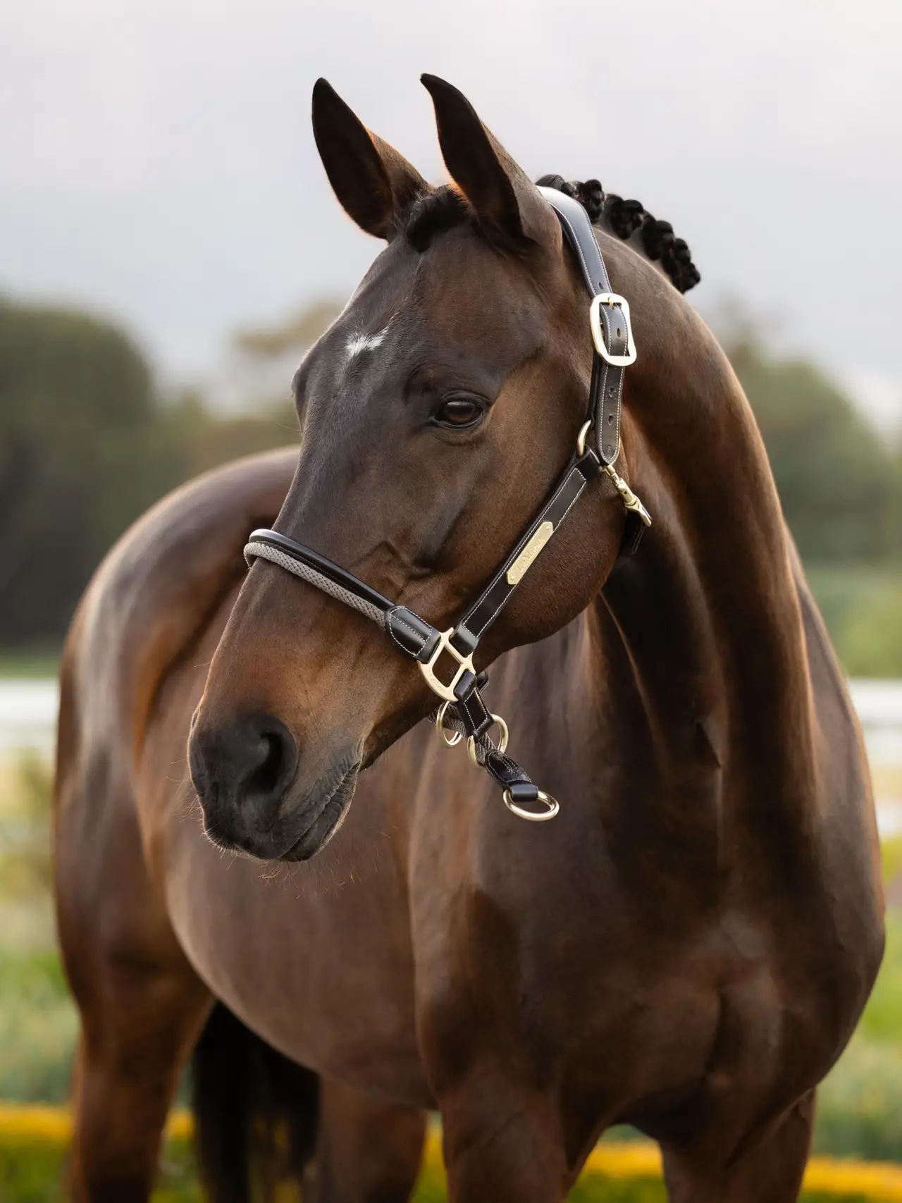 LeMieux® Rope Control Halter