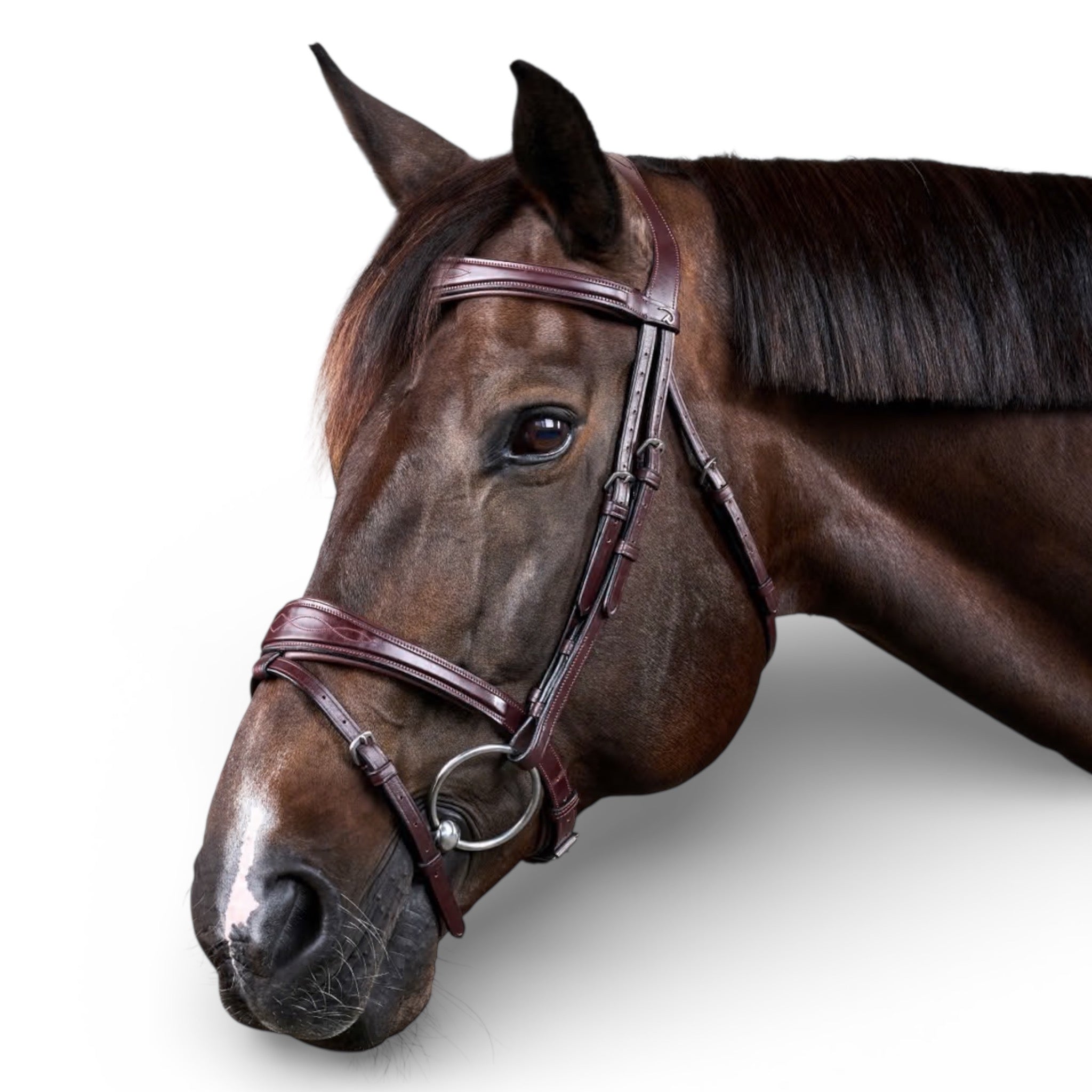 Dyon Anatomic Flash Noseband Bridle