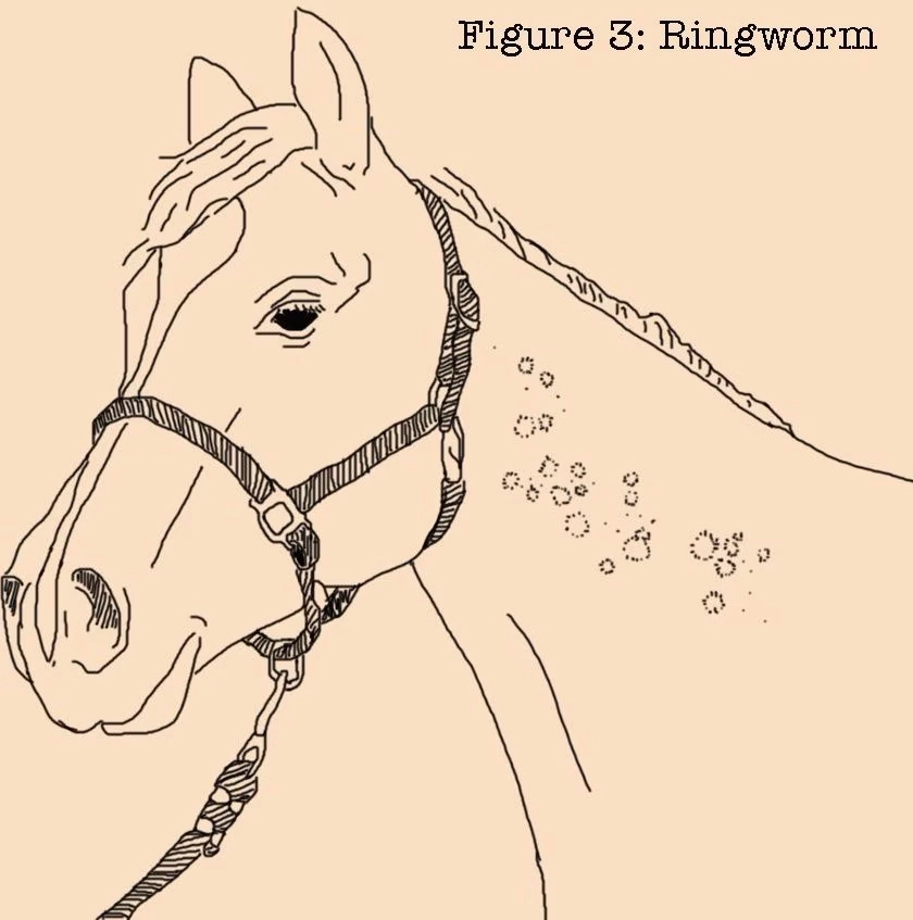 Absorbine Fungasol Fungal Treatment Horse Ointment, 13-oz tub