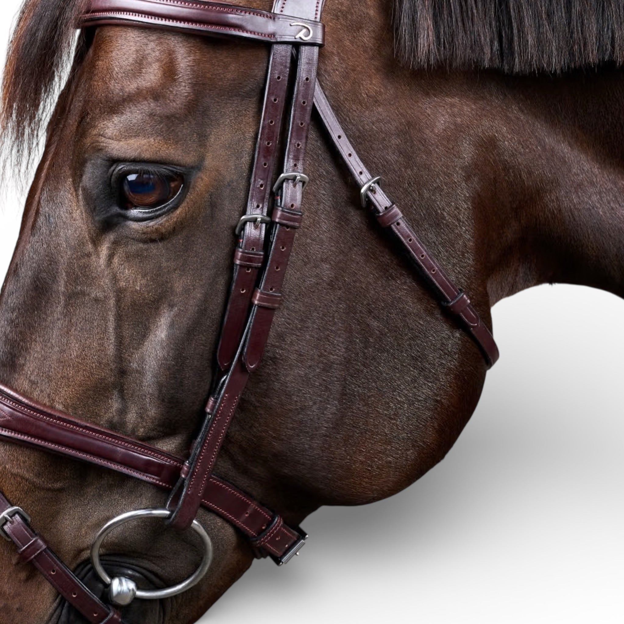 Dyon Anatomic Flash Noseband Bridle