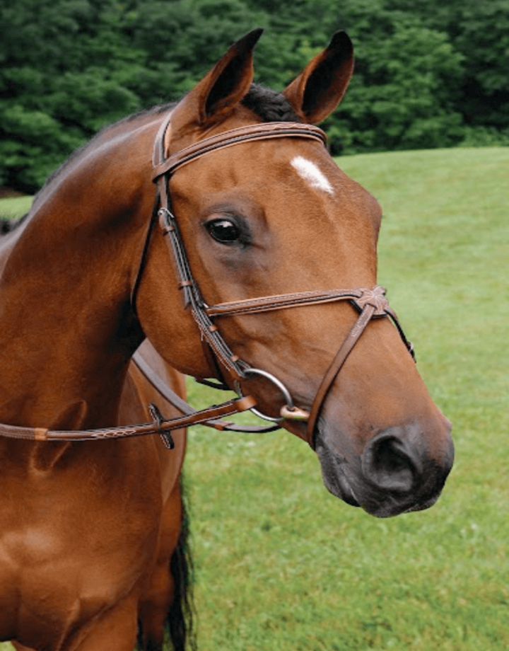 Arc de Triomphe Imperial Figure 8 Bridle w/Raised Rubber Reins Padded Mono Crownpiece Stud Ends Brown Cob