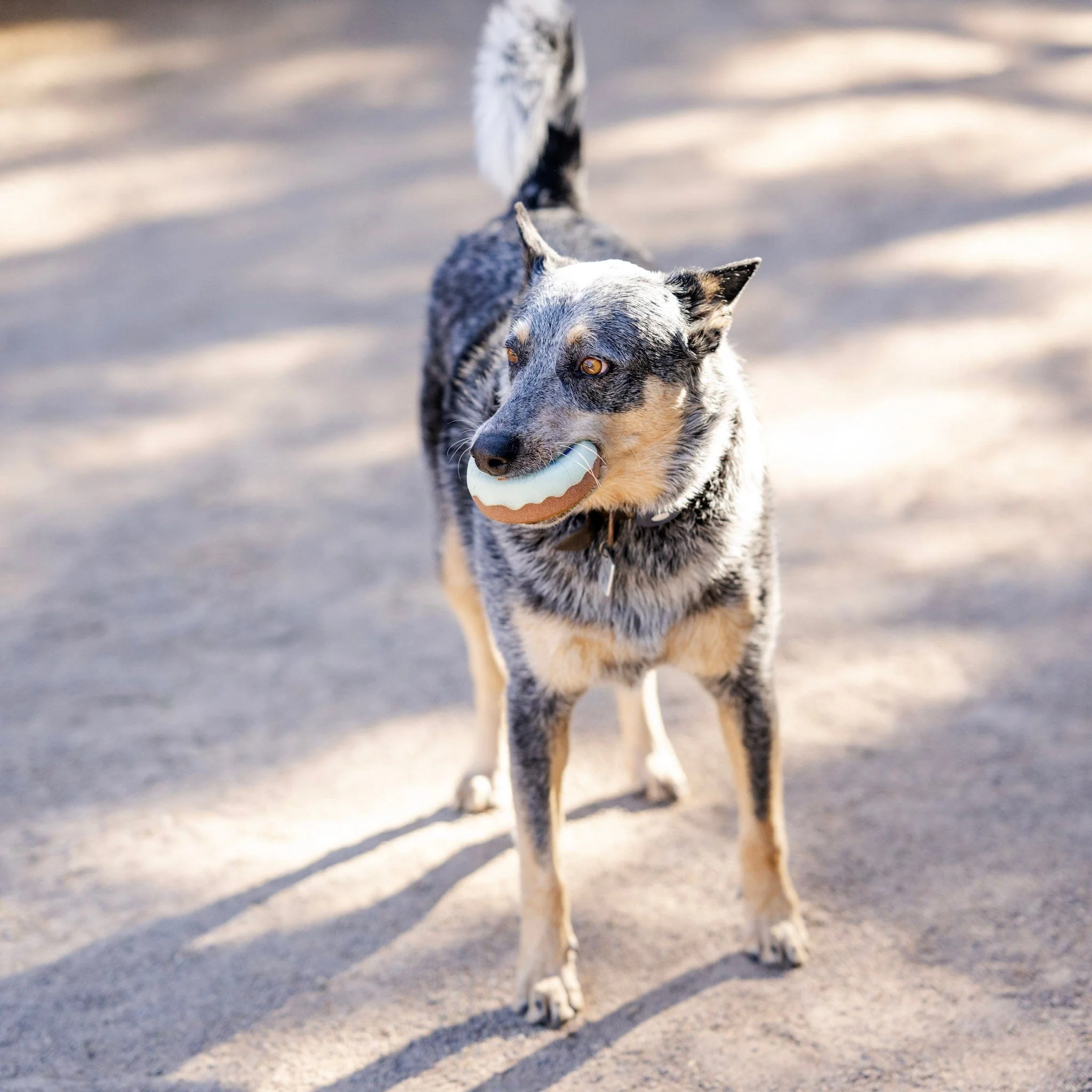 Half Dozen Donut Tack Sponges