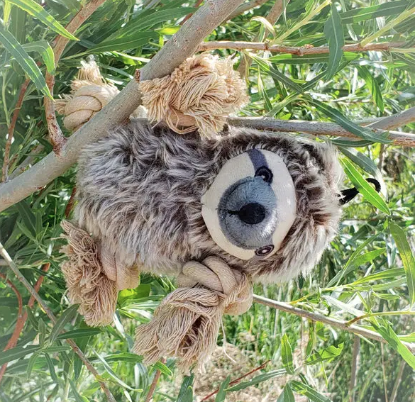 Roper Prairie Sloth