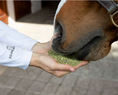 Load image into Gallery viewer, Equine Elixirs PRO BONO® Bone Support
