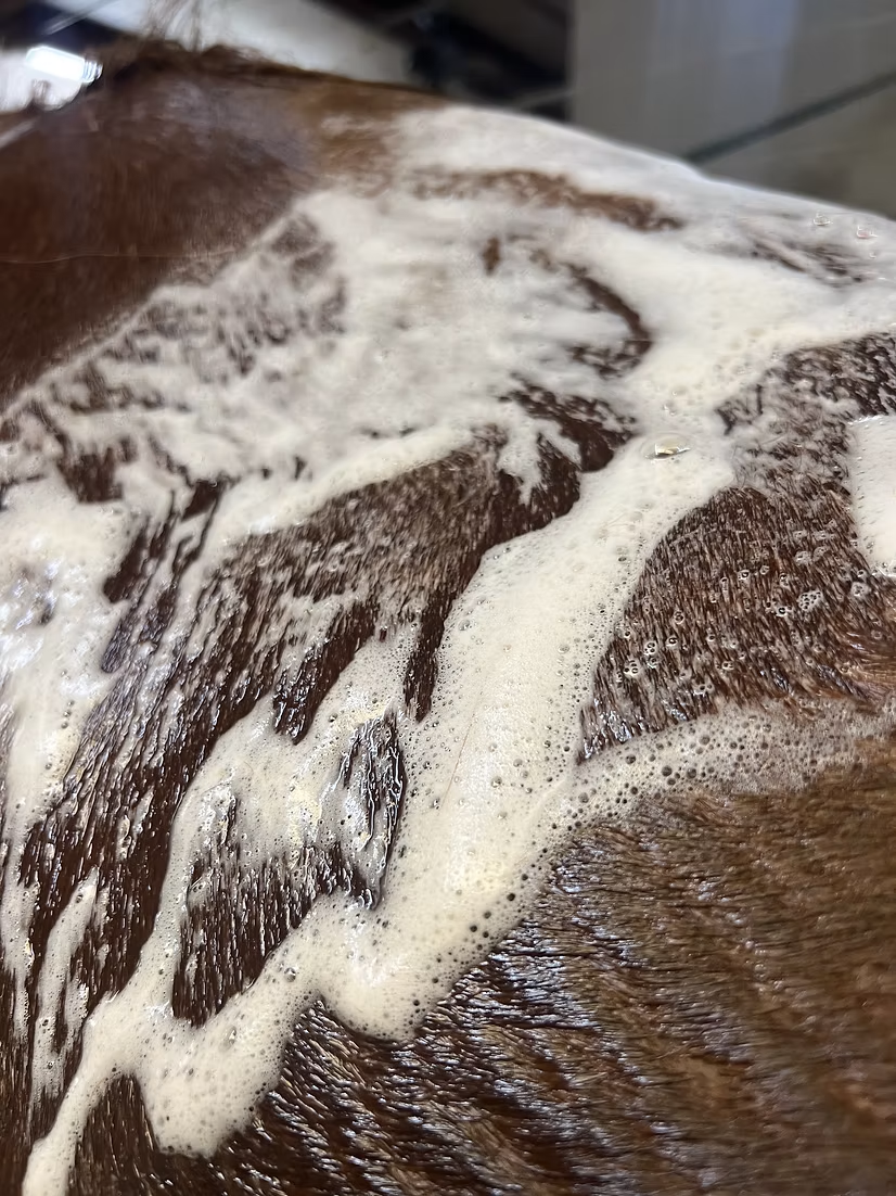 The Infused Equestrian Splash. An Intensifying Shampoo