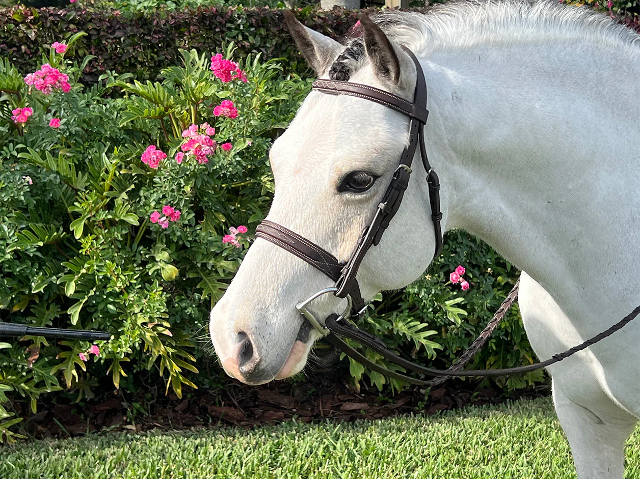 Belle & Bow Sugarbrook Bridle Wide Noseband
