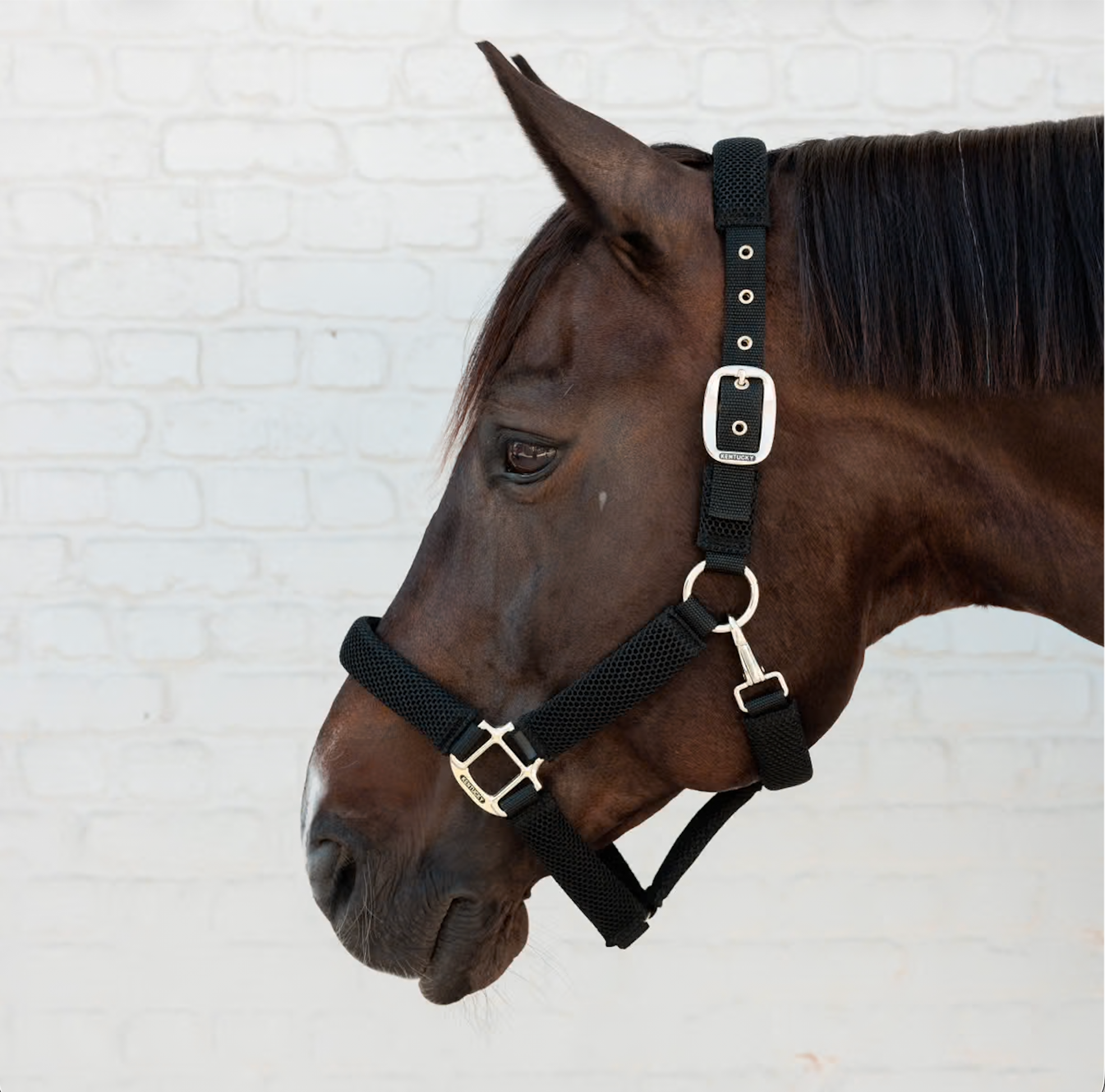 Kentucky Halter 3D mesh