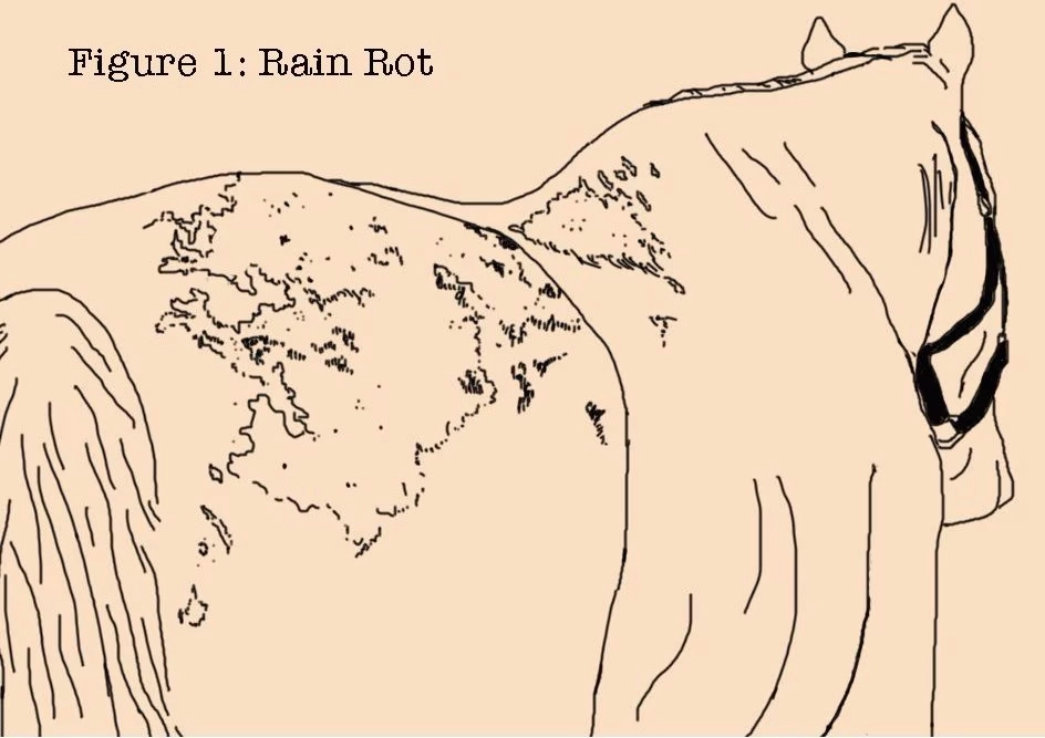 Absorbine Fungasol Fungal Treatment Horse Ointment, 13-oz tub