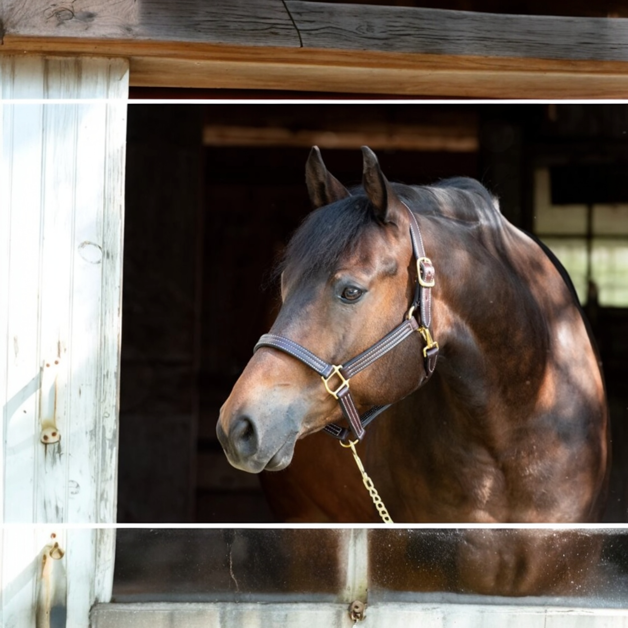 Perri's Havana Professional Show Halter 1"