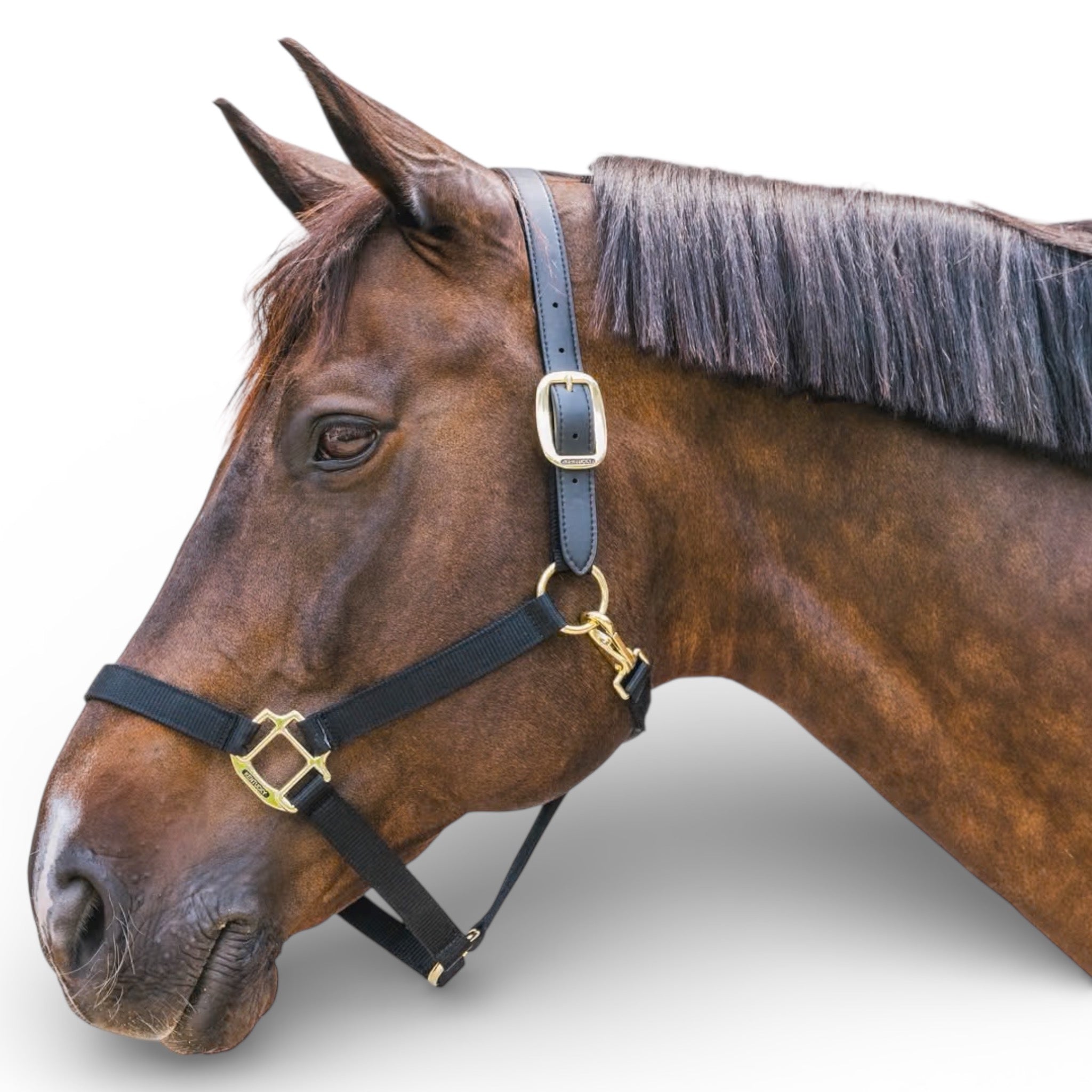 Kentucky Horsewear Nylon Halter Breakaway